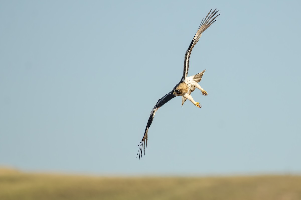 Booted Eagle - ML620504407