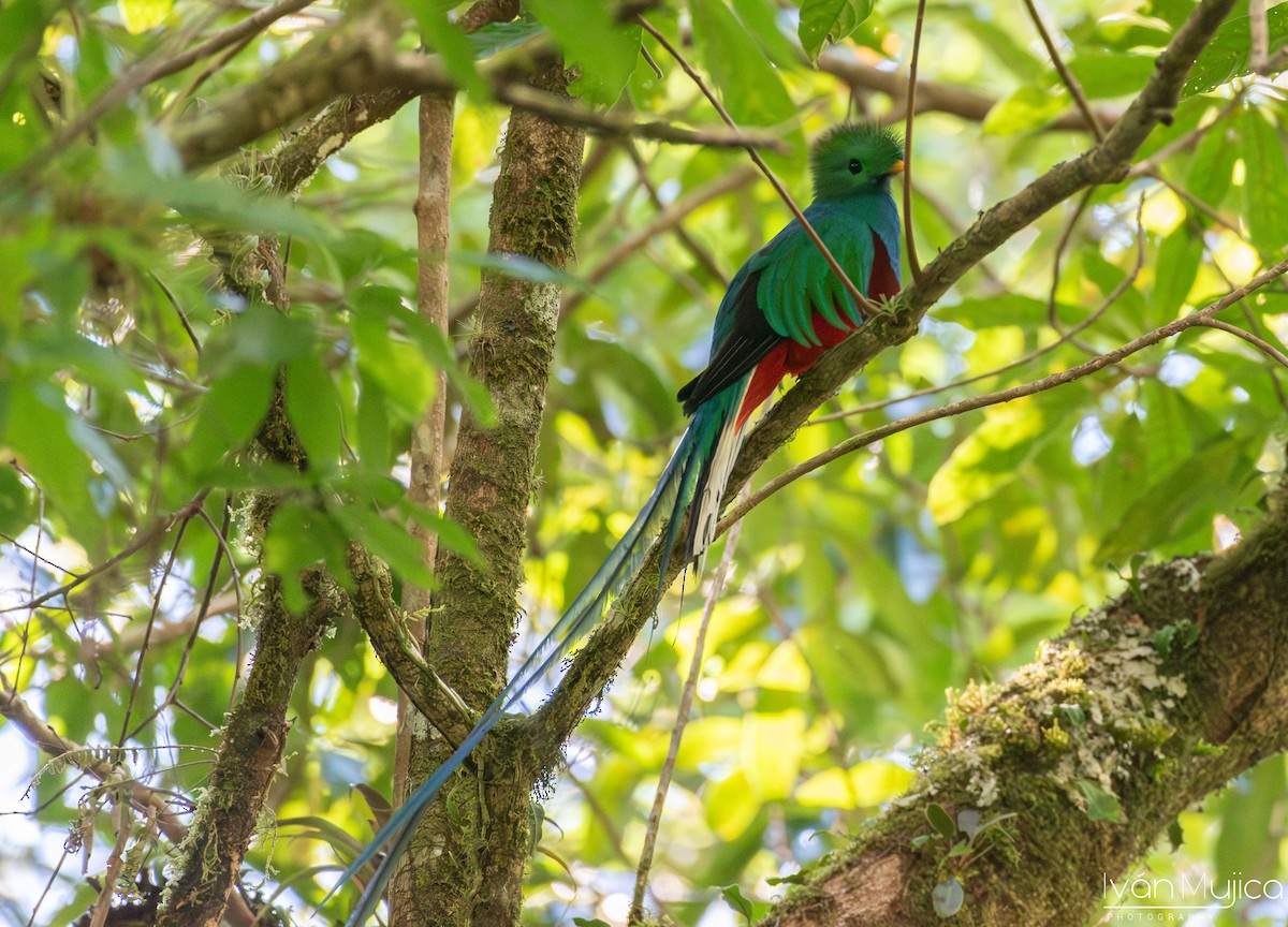 Resplendent Quetzal - ML620504412