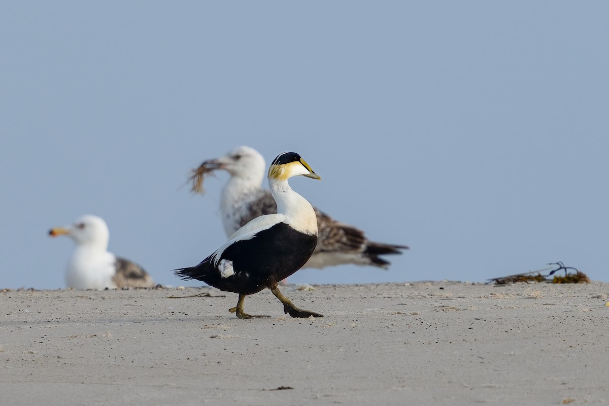 Common Eider - ML620504414