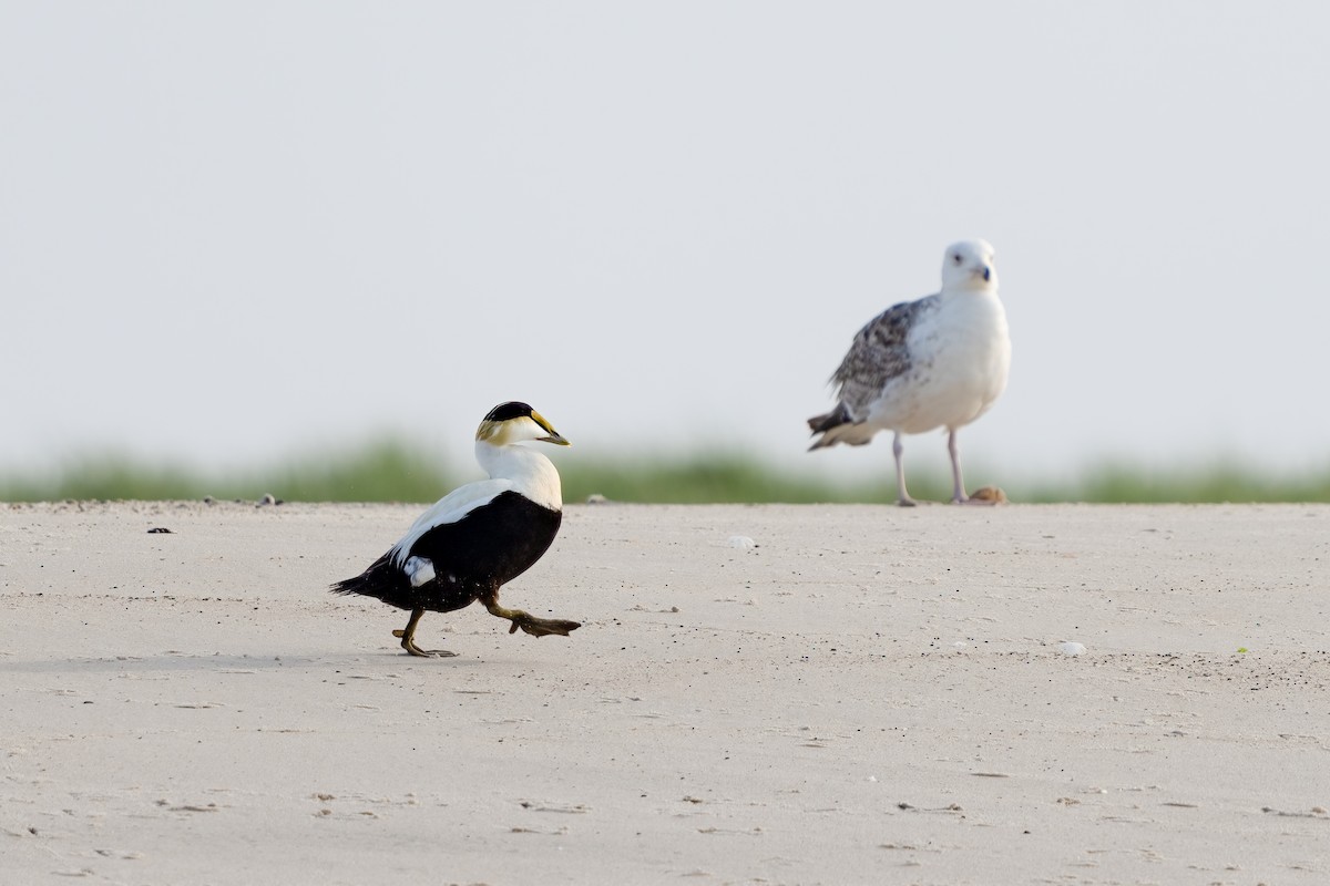 Common Eider - ML620504415