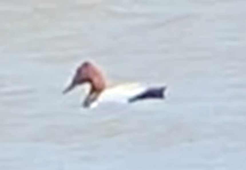 Canvasback - ML620504418