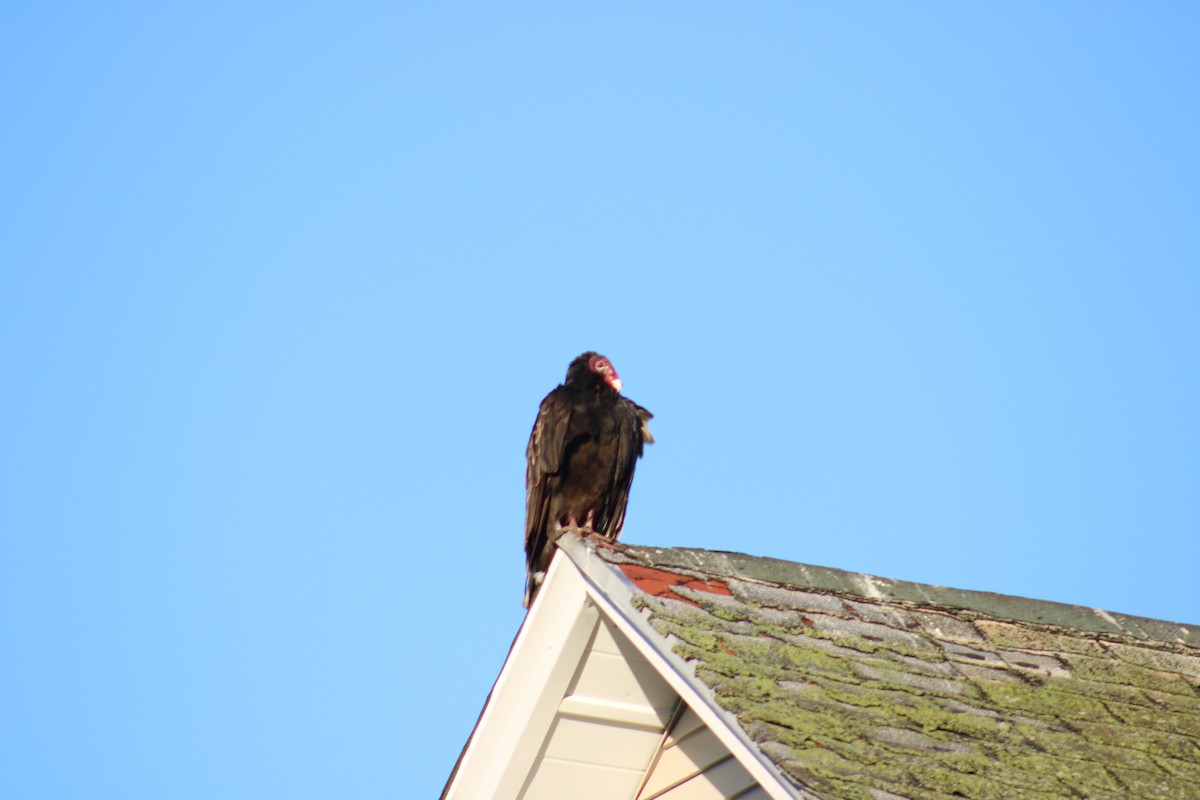 Turkey Vulture - ML620504422