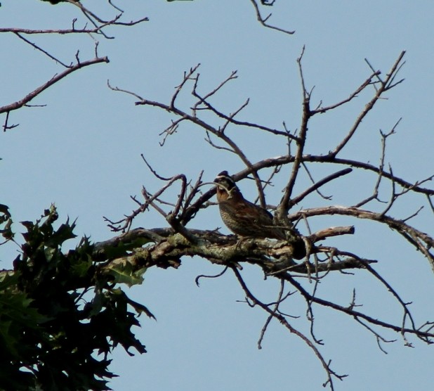 Northern Bobwhite - ML620504427