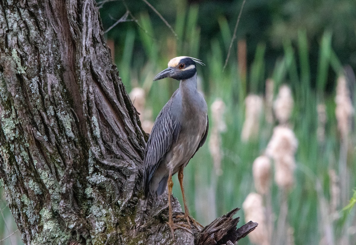 Yellow-crowned Night Heron - ML620504428