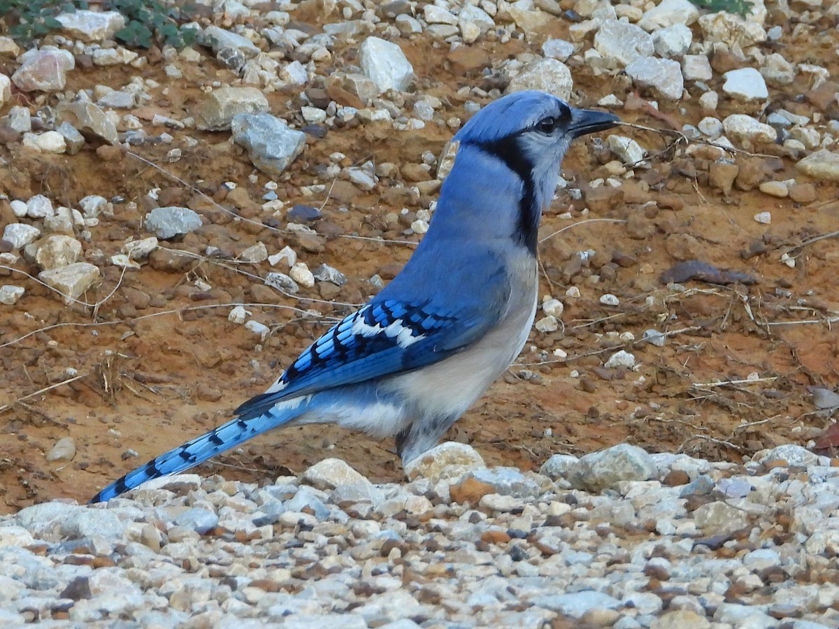 Blue Jay - ML620504429