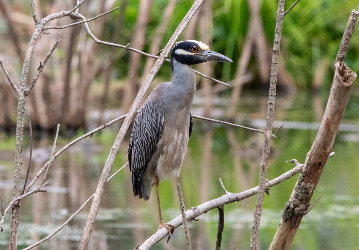 Yellow-crowned Night Heron - ML620504433