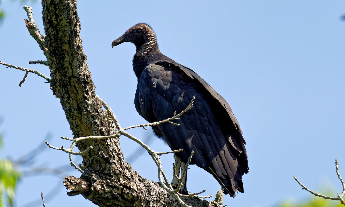 Black Vulture - ML620504434