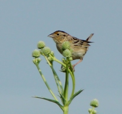 Grasshopper Sparrow - ML620504437