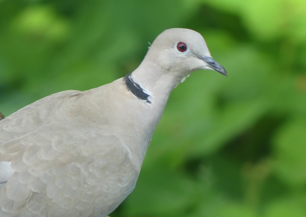 Eurasian Collared-Dove - ML620504438