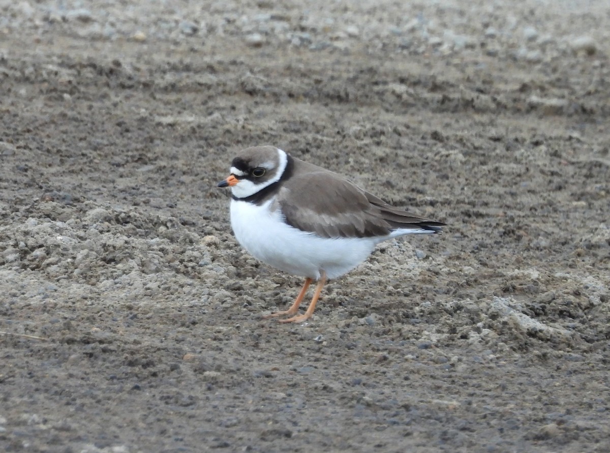 Semipalmated Plover - ML620504442
