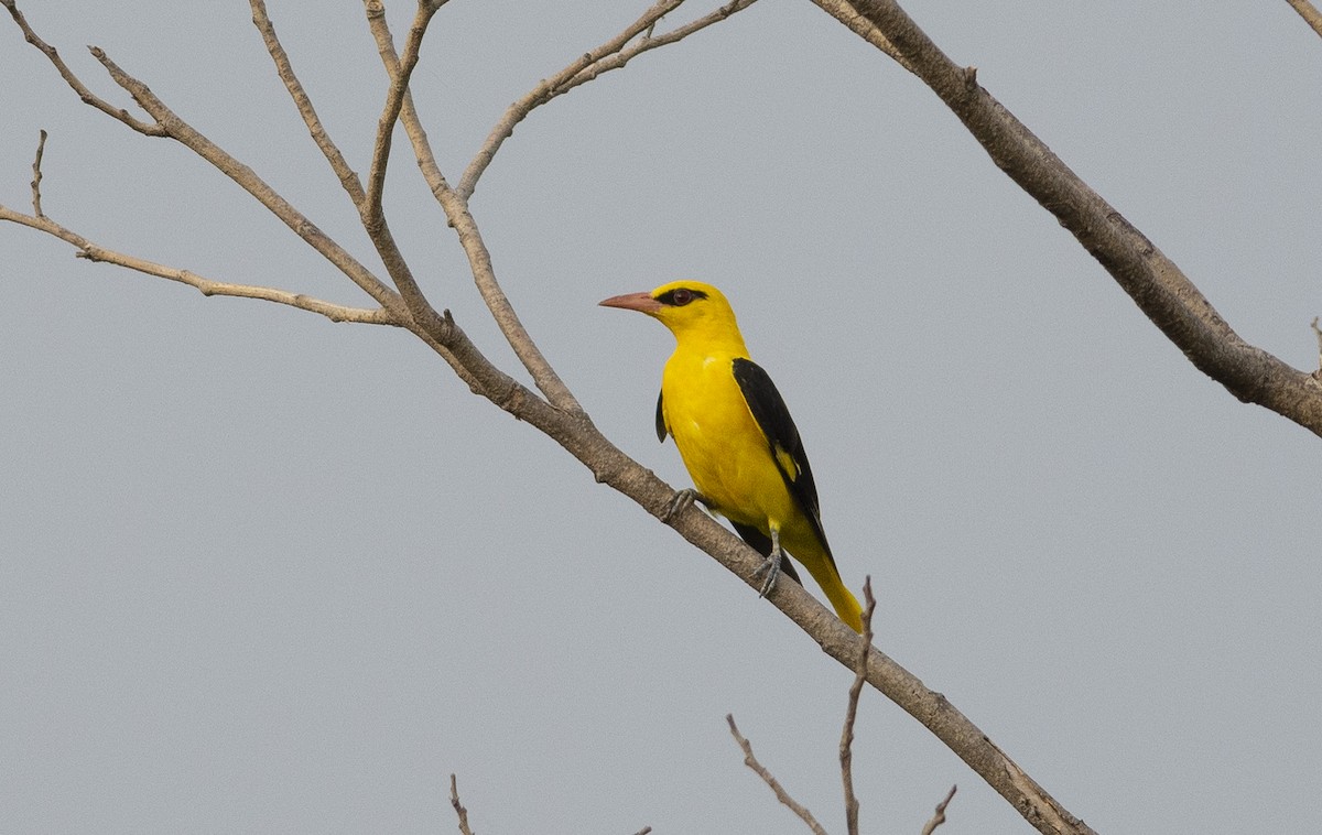 Indian Golden Oriole - ML620504443