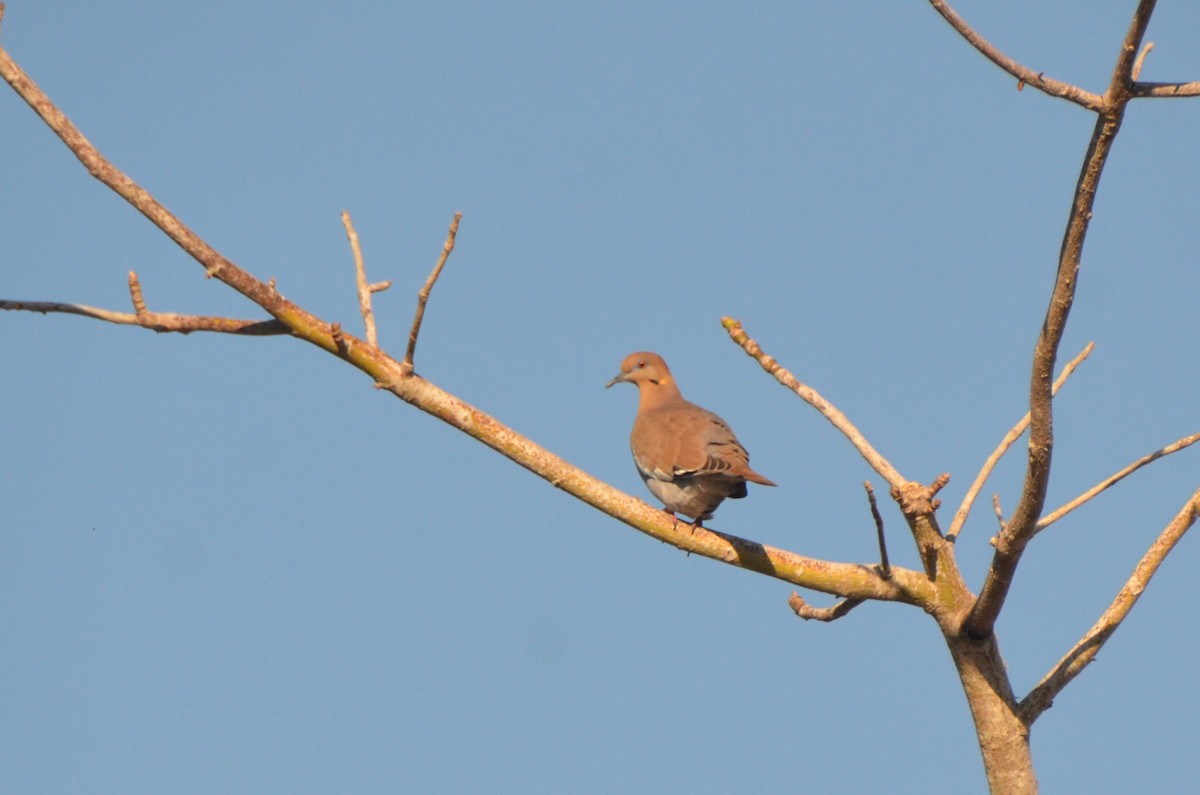 White-winged Dove - 🦜 Daniel Correia 🦜