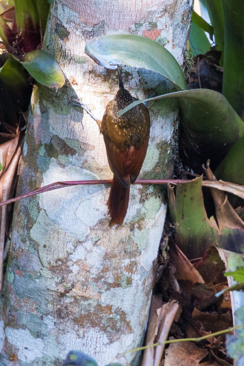 Spotted Woodcreeper - ML620504447