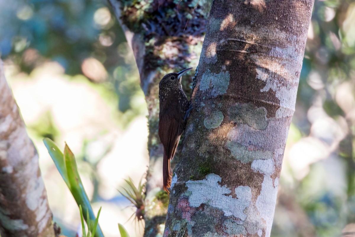 Spotted Woodcreeper - ML620504450