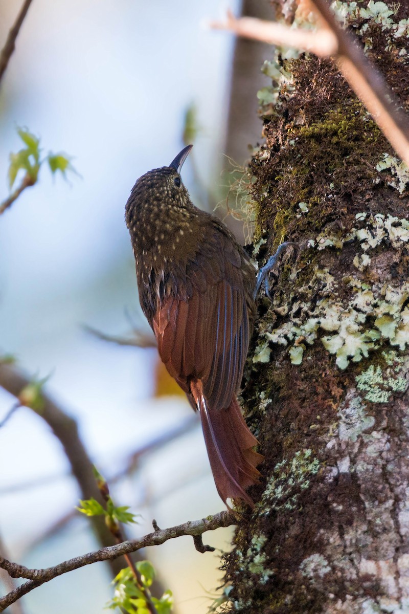 Spotted Woodcreeper - ML620504452