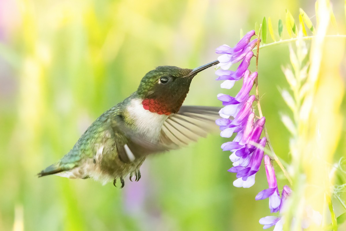 Ruby-throated Hummingbird - ML620504463