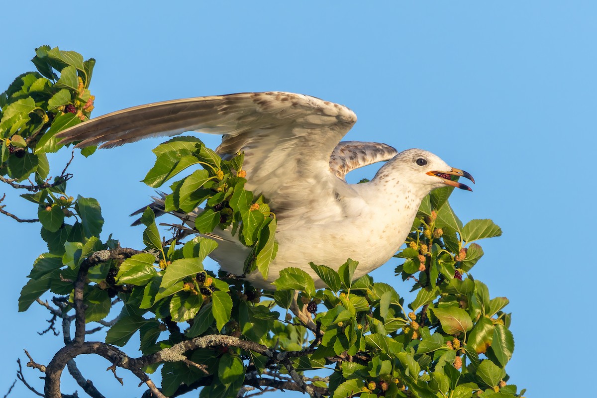 Ring-billed Gull - ML620504464