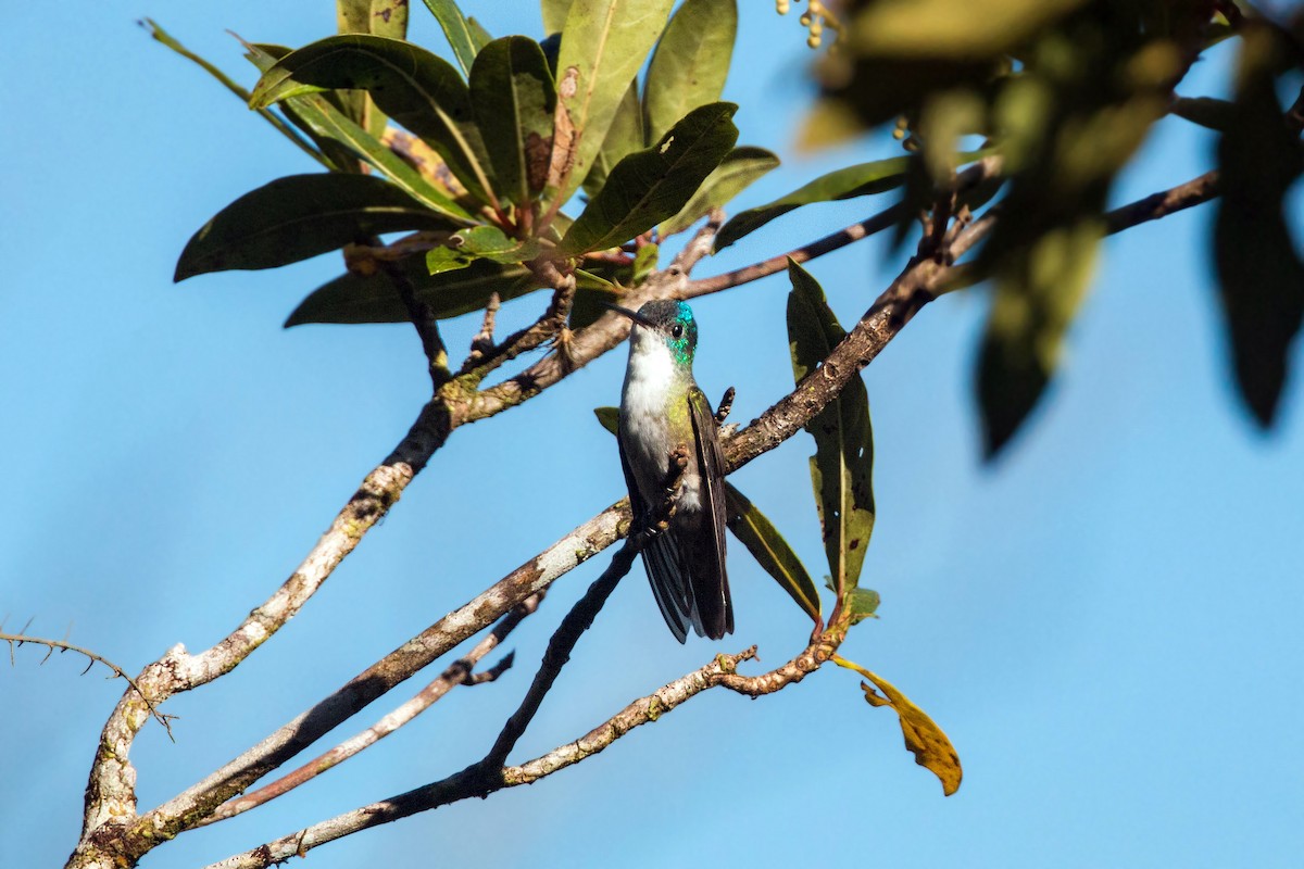kolibřík azurovotemenný - ML620504465