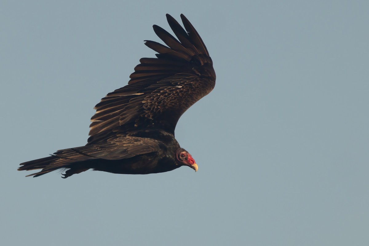 Turkey Vulture - ML620504468