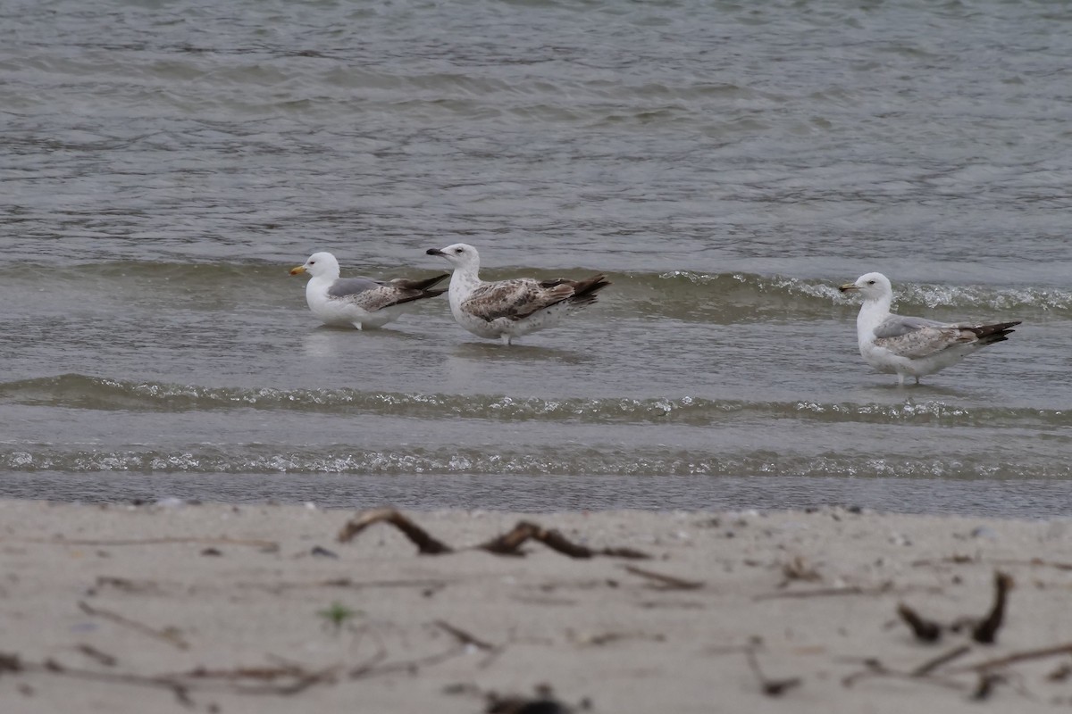 Gaviota Patiamarilla - ML620504469