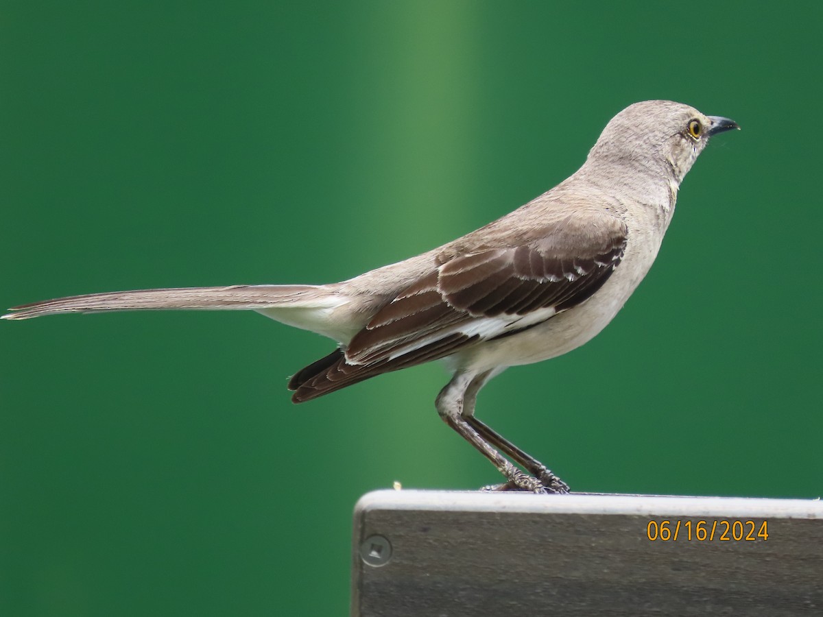 Northern Mockingbird - ML620504473