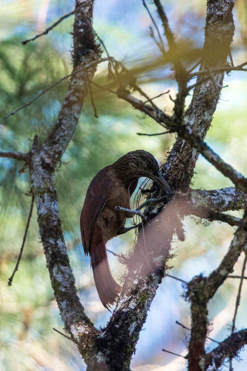 Strong-billed Woodcreeper - ML620504477