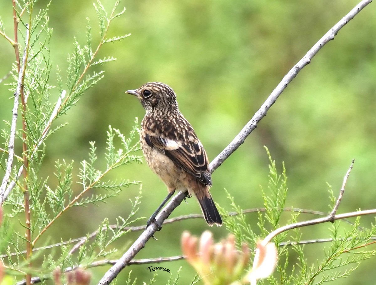 European Stonechat - ML620504481