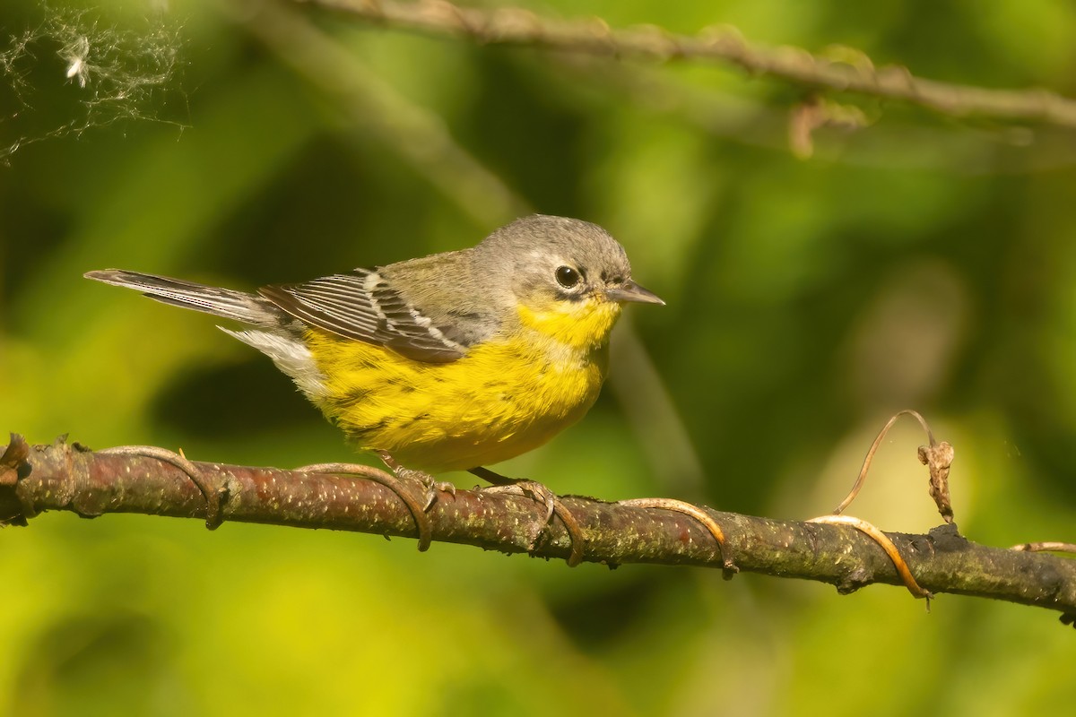 Magnolia Warbler - Sean Williams