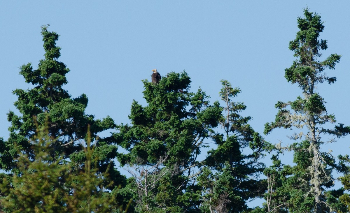 Weißkopf-Seeadler - ML620504483