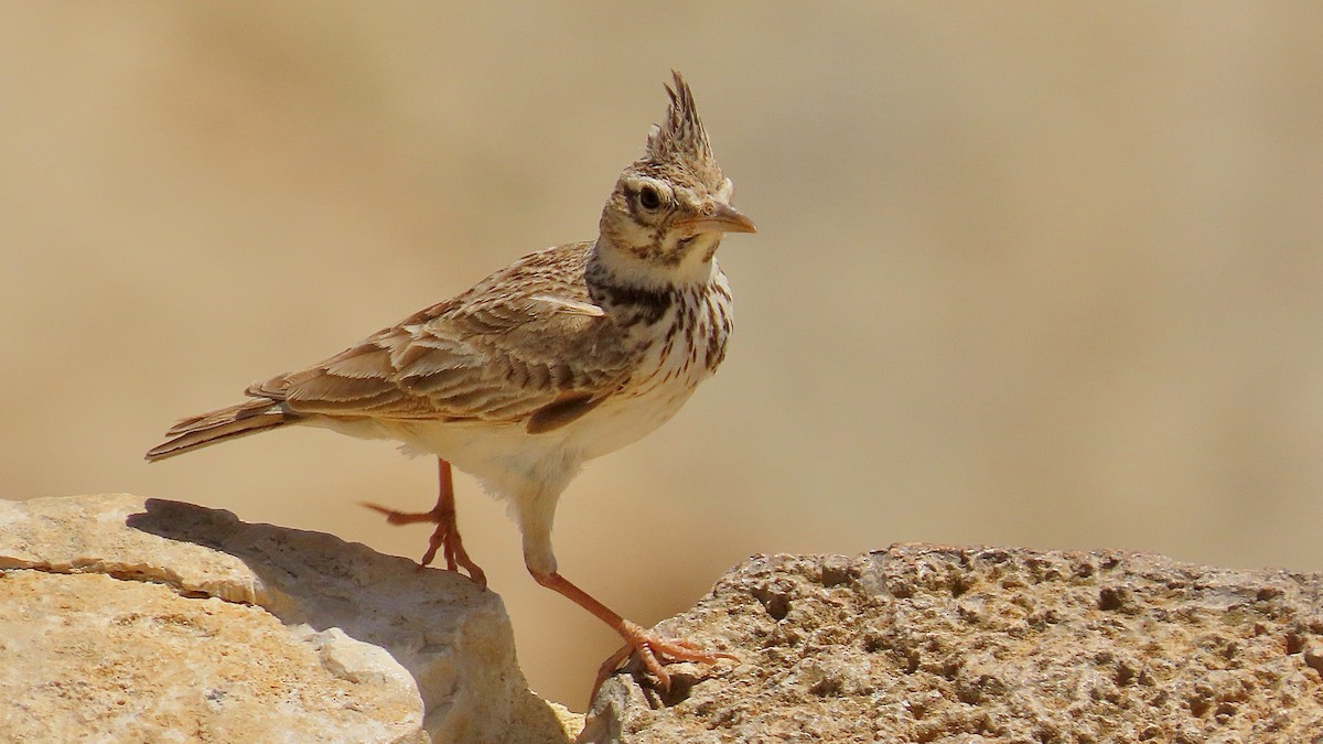 Crested Lark - ML620504484