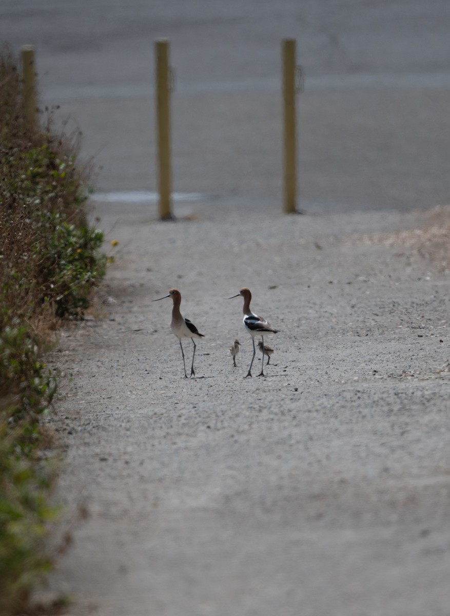 American Avocet - ML620504491