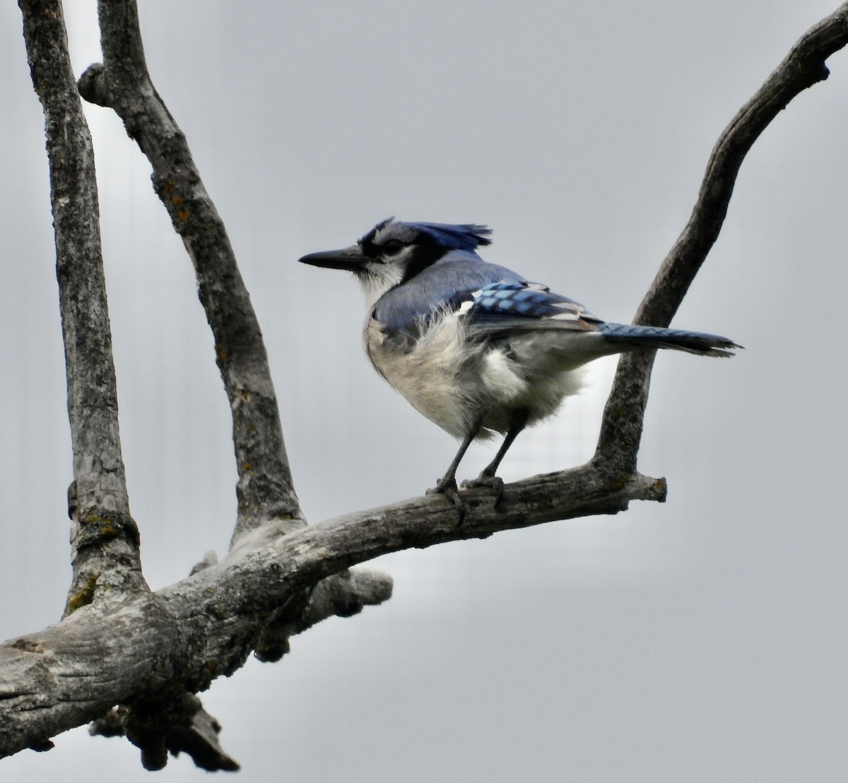 Blue Jay - Peter Smythe