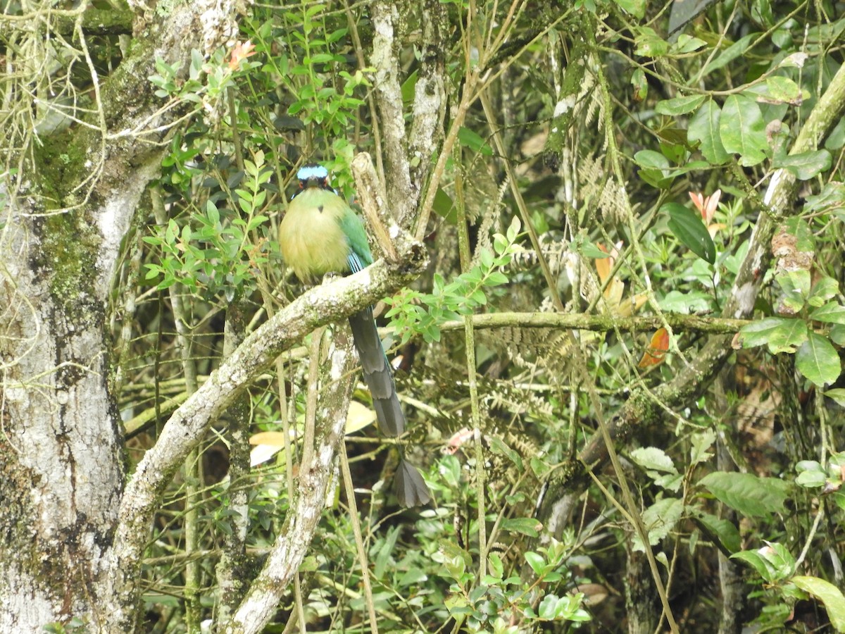 Andean Motmot - ML620504498