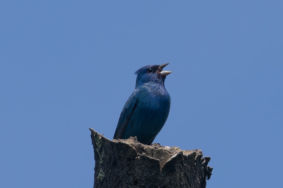 Indigo Bunting - ML620504501