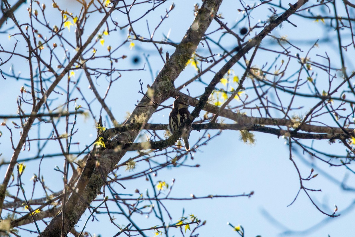 Northern Pygmy-Owl (Guatemalan) - ML620504502