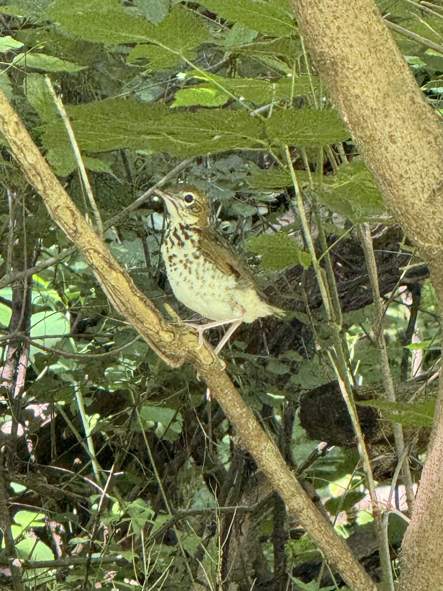 Wood Thrush - ML620504507