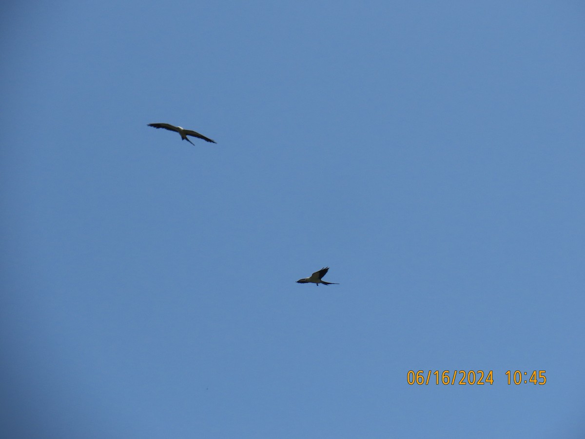 Swallow-tailed Kite - ML620504511