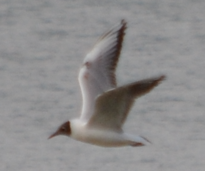 Mouette rieuse - ML620504512