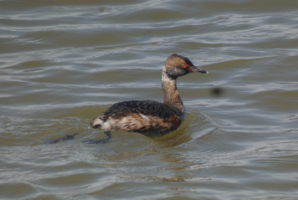 Horned Grebe - ML620504513