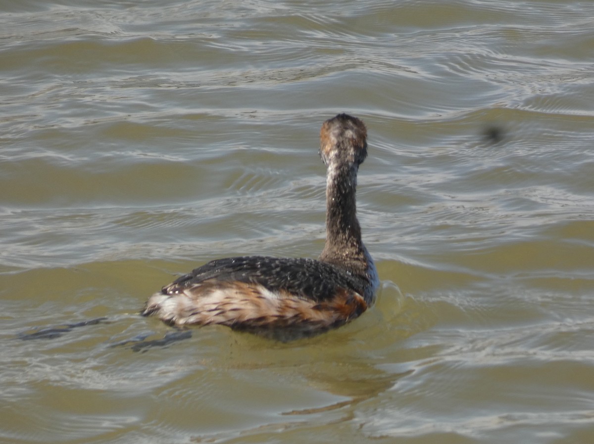 Horned Grebe - ML620504514