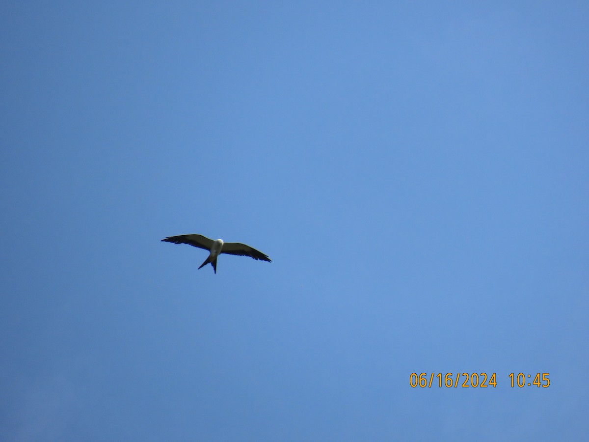 Swallow-tailed Kite - Andy Harrison