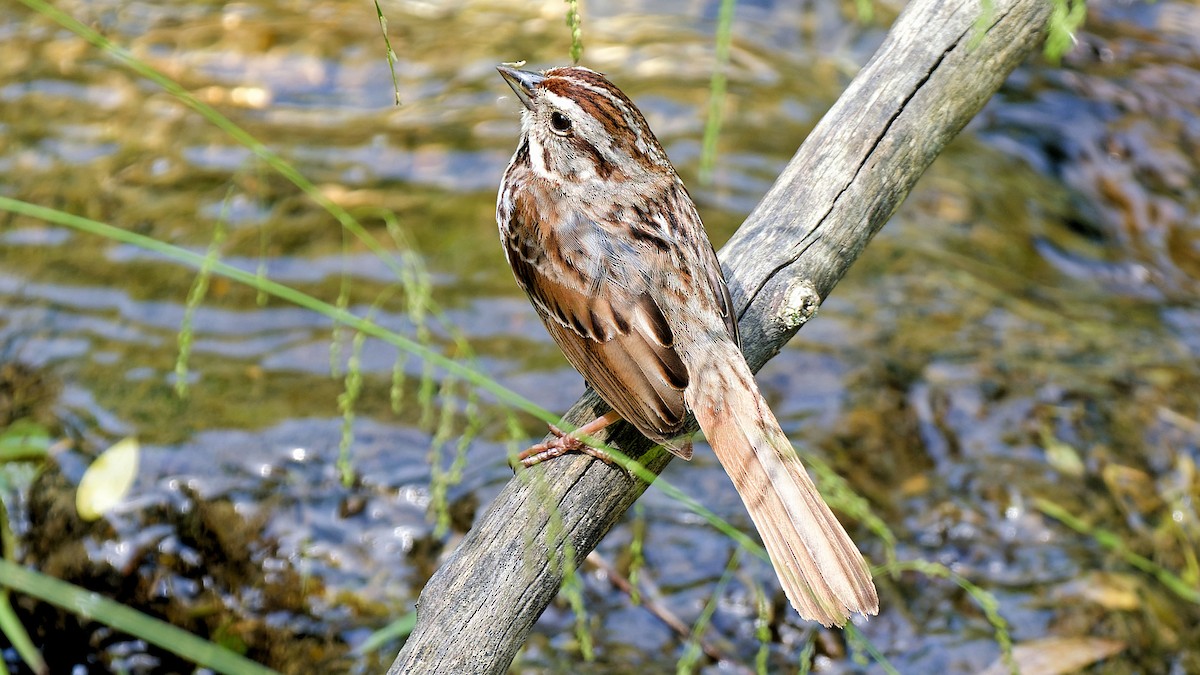 Song Sparrow - ML620504519