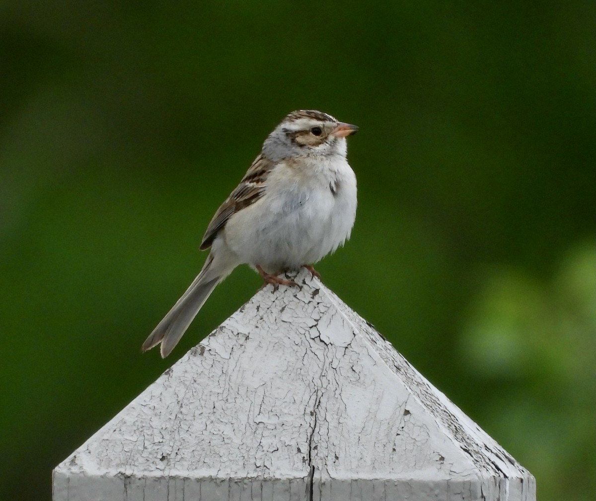 Clay-colored Sparrow - ML620504520