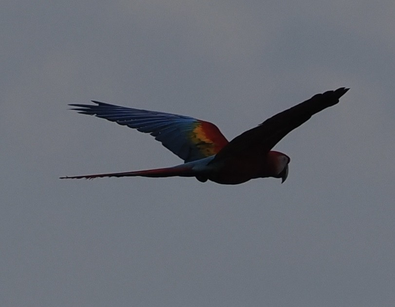 Red-and-green Macaw - ML620504522