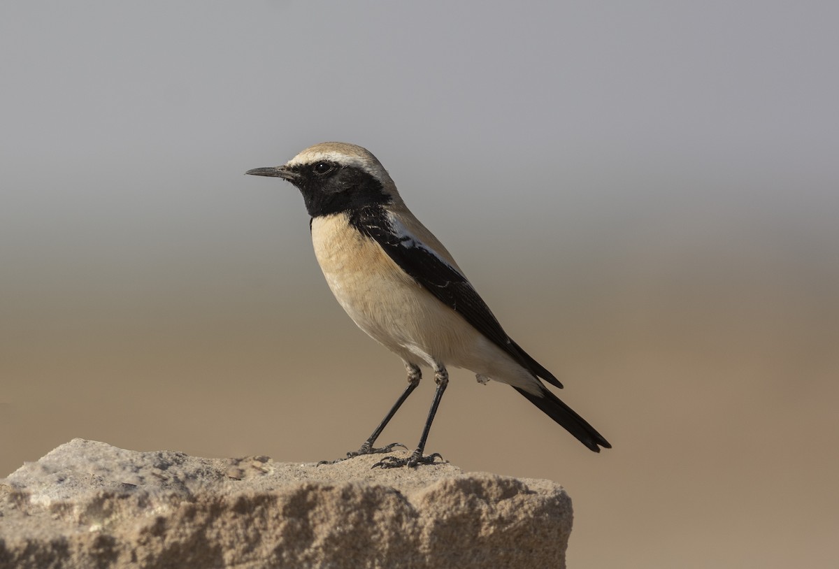 Desert Wheatear - ML620504525