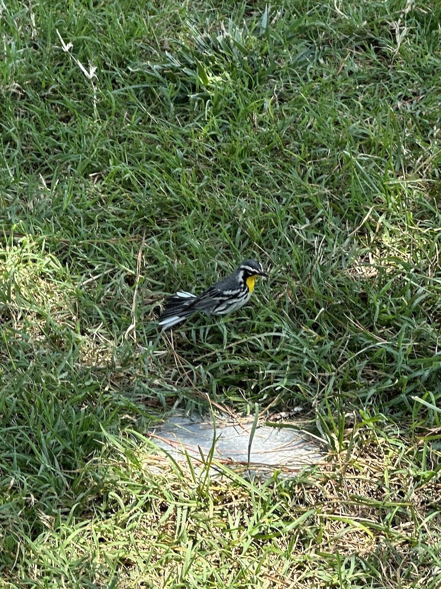 Yellow-throated Warbler - Brian Lockwood