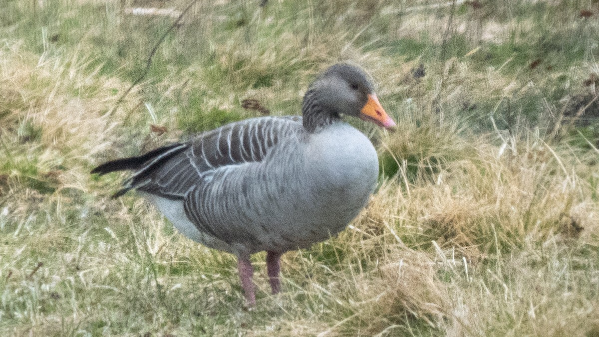 Graylag Goose (European) - ML620504532