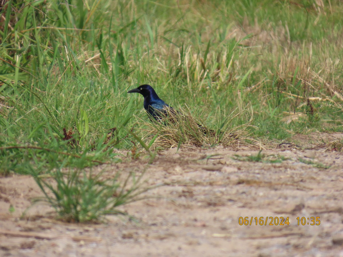 Boat-tailed Grackle - ML620504533