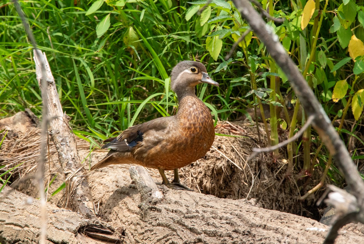 Wood Duck - ML620504534