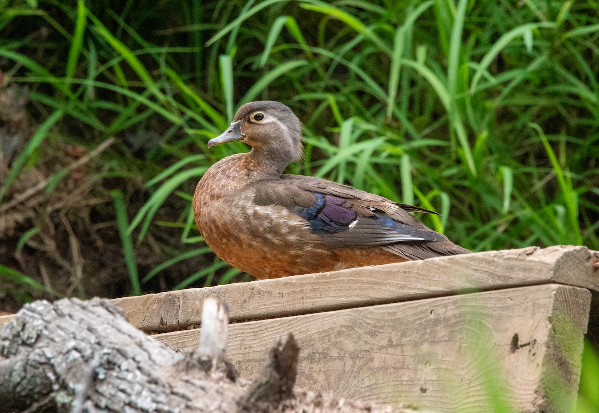 美洲鴛鴦 - ML620504535